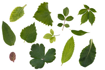 Naklejka na ściany i meble Flat layer of leaves of various plants is isolated on a white background.