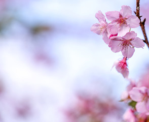 Obraz premium Piękne kwiaty wiśni sakura kwitną wiosną na błękitnym niebie, kopia przestrzeń, z bliska.