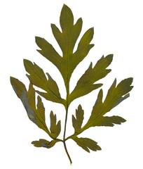 Dry leaf from herbarium isolated on white background.