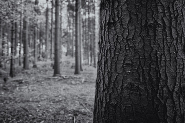 Fototapeta na wymiar Baumstamm in einer Detailaufnahme - im Hintergrund ein Mischwald - schwarz weiß