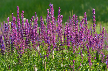 Salvia bush