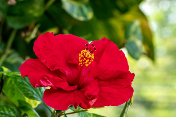 Red hibiscus flower