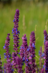 Salvia flowers