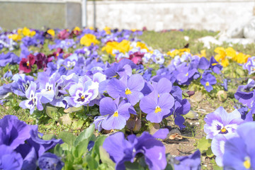 Flower bed with pansy flowers