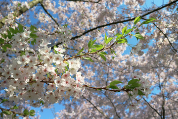 Beautiful cherry blossom in the spring on sky blue background. White sakura flower. Selective focus.