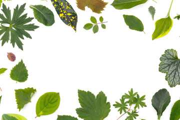 Flat layer of leaves of various plants lies on a white background in the form of a frame.