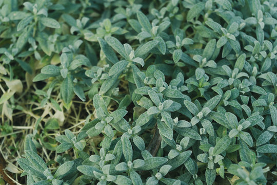 winter garden, vintertr&auml;dg&aring;rd