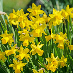 Gelbe Narzissen, Narcissus