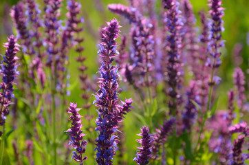 Fototapeta premium Salvia flowers