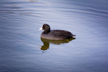 One Eurasian Coot or Fulica Atra swims in the green transparent water of a lake