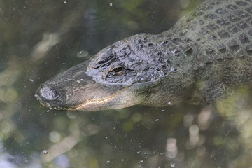 American alligator (Alligator mississippiensis) swimming in a swamp
