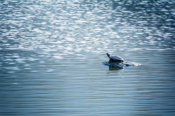 Fototapeta premium Black color turtle sunbathing on lake pond stone