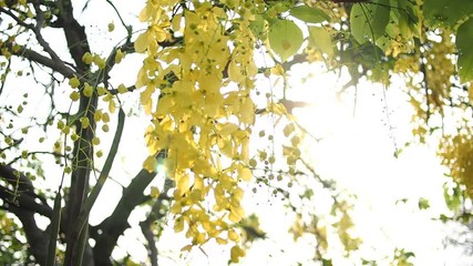 Cassia fistula,  golden shower tree 