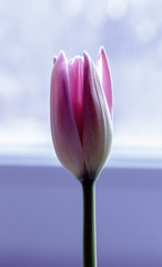 Delicate rosebud tulip
