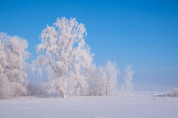beautiful winter landscape with snow-covered trees in fog