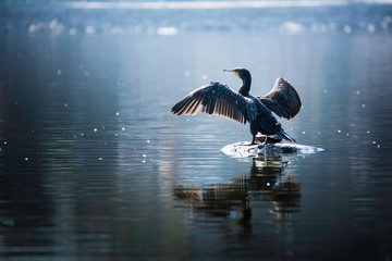 Beautiful light Great Cormorant spreading his wings sitting on a stone