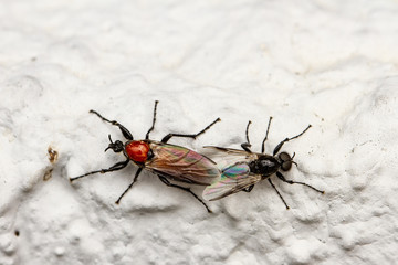 Märzfliegen