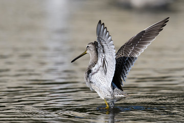 オオハシシギ(Long-billed Dowitcher)