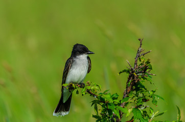 Eastern Kingbird
