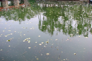 View from the shore on the mirror image of the coastal nature on the water surface of the lake in the central park of the city.
