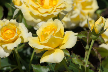 ゴールドバニー