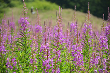 kwiaty polne © zibi