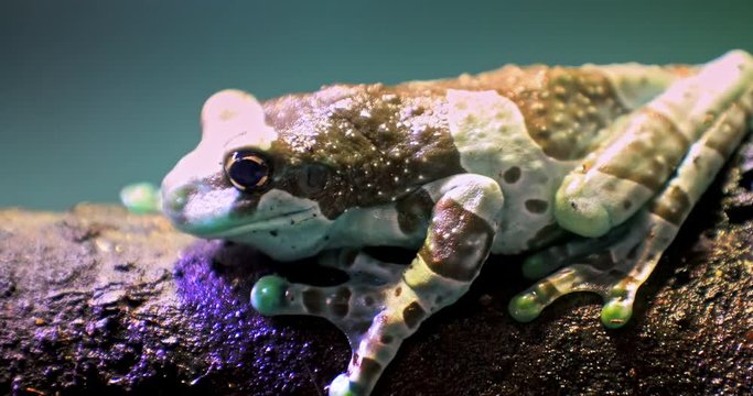Amazon Milk Frog - Trachycephalus resinifictrix close up macro view. Exotic fauna of tropical rainforest