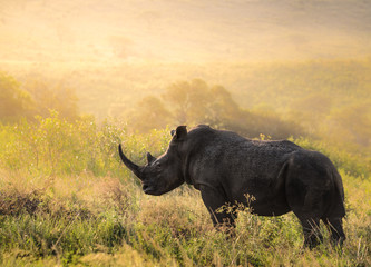 Breitmaul Nashorn Bulle in Südafrika © Nicole