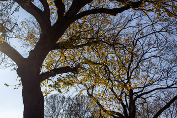 Tree, sky and nature