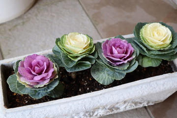 Blooming leaves peony 