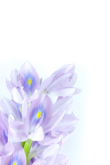 Fototapeta na wymiar Water Hyacinth Close up