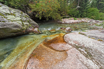 Among the coniferous vegetation, the impetuous waters of the river flows among the stones, in the...
