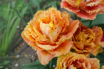 Sensual Touch tulip. Orange double petal tulip