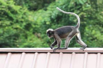 Leaf monkeys are jumping on the roof, Dusky Langur species