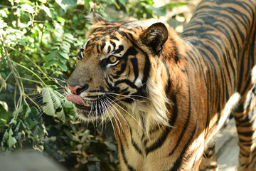 トラ　上野動物園