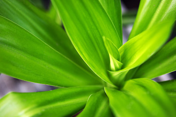 Obraz premium green leaf background nature yukka plant spring growing