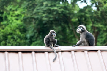 Leaf monkeys are jumping on the roof, Dusky Langur species