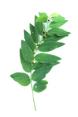 Melientha suavis Pierre Close up