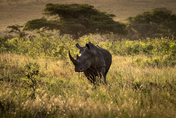 Rhinozeros in Kwa-Zulu Natal, Südafrika