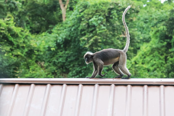 Leaf monkeys are jumping on the roof, Dusky Langur species