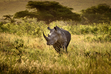 Breitmaul Nashorn in Hluhluwe-iMfolozi, Südafrika © Nicole