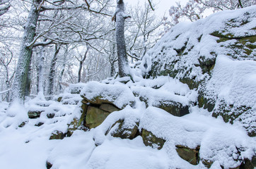 Fototapeta na wymiar the rocky ground of the forest in Harz mountains covered with fresh snow in winter