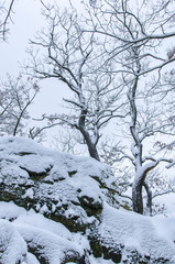 bare trees in winter atop the rocks in the snowy Harz mountains