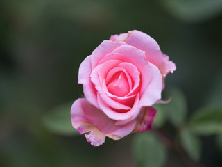 pink rose