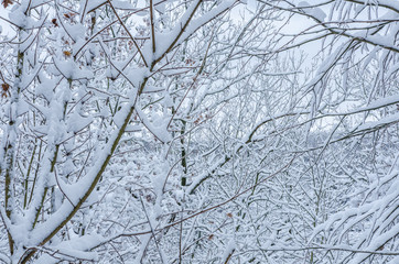 close-up of snow covered bare trees with the Harz mountains range visible in the background