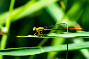 dragonfly on leaf