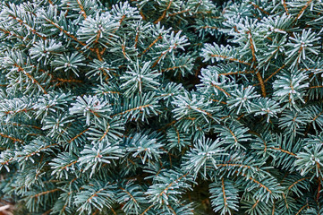 Frost on the green needles of spruce silver Picea oomorika Karel. Early frosty morning. Close-up of twigs with needles in natural sunlight. Texture for design.