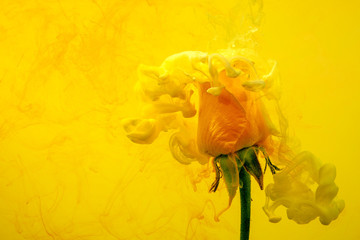 yellow rose red inside water white background color acrylic underwater paint ink dye under smoke spring hot