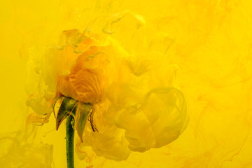 yellow rose red inside water white background color acrylic underwater paint ink dye under smoke spring hot
