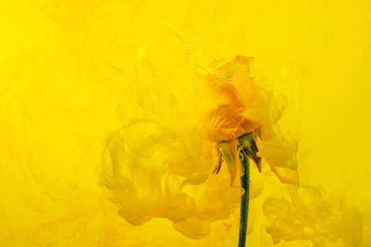 yellow rose red inside water white background color acrylic underwater paint ink dye under smoke spring hot